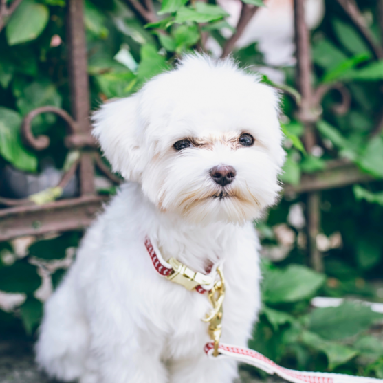Maltese Puppy For Sale - Seaside Pups